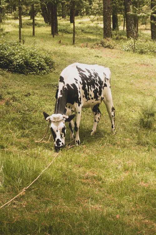 Fotos de stock gratuitas de animal de granja, campo, campo de hierba