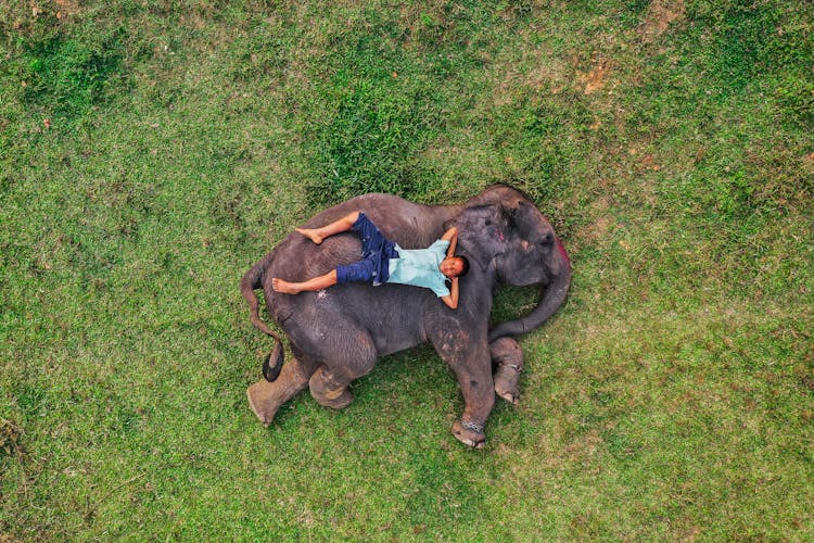 Man Lying On Elephant On Meadow