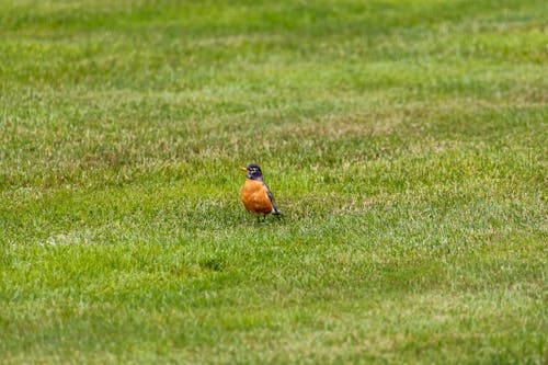 Photos gratuites de aviaire, herbe, merle américain