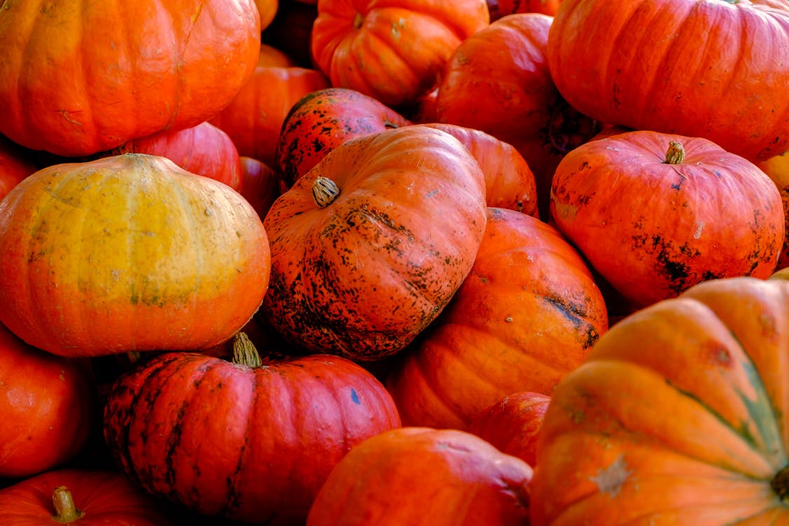 Free Close-up Photography of Red and Orange Pumpkins Stock Photo