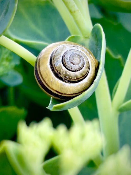 Close-Up Shot of a Brown Snail on Green Leaf