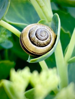 Brown Snail on Green Leaf