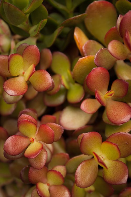 Free Vibrant Crassula ovata leaves captured beautifully in this detailed succulent close-up. Stock Photo