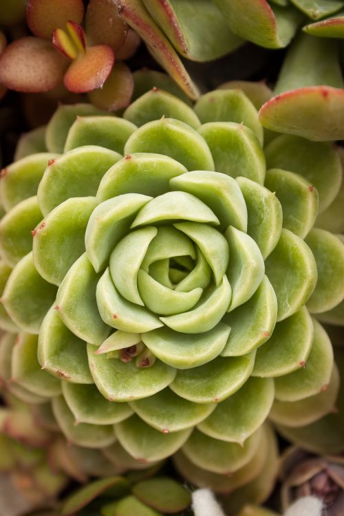 Free Lush green echeveria succulent in a detailed close-up, showcasing its layered leaves. Stock Photo
