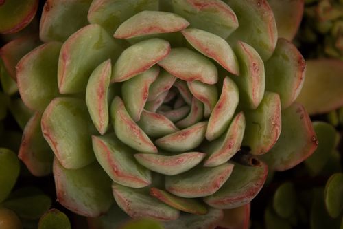 Free A detailed close-up shot of an Echeveria succulent with vibrant green and red leaves. Stock Photo