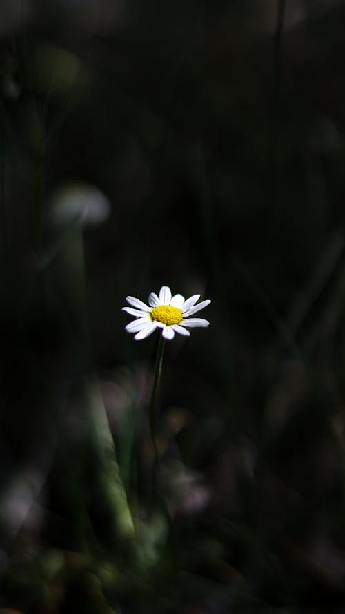 Gratis arkivbilde med flora, hvit blomst, nærbilde