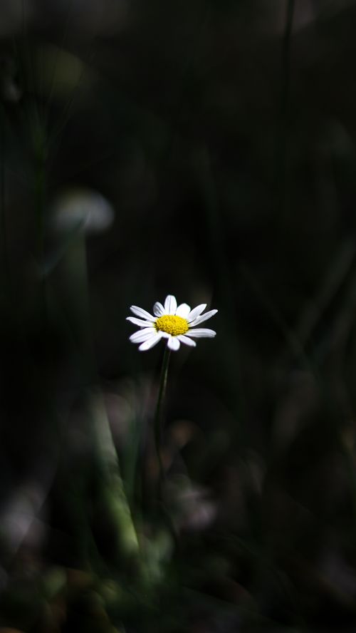 Free Beautiful close-up of a blooming common daisy flower standing alone in soft focus. Stock Photo
