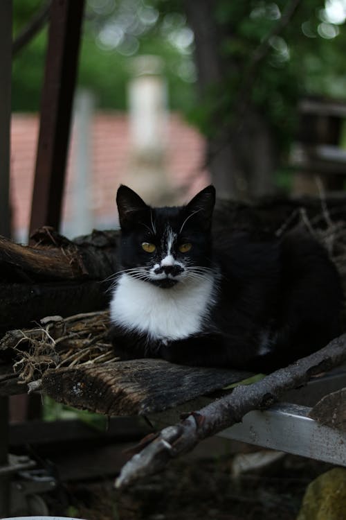 bezplatná Základová fotografie zdarma na téma bicolor cat, bokeh, detail Základová fotografie
