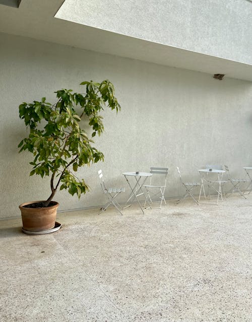 Potted Plant Beside Tables and Chairs