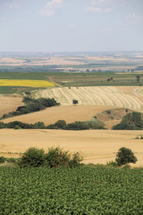 Fields and Croplands in a Countryside
