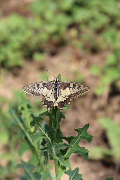 Close-up of a Butterfly 