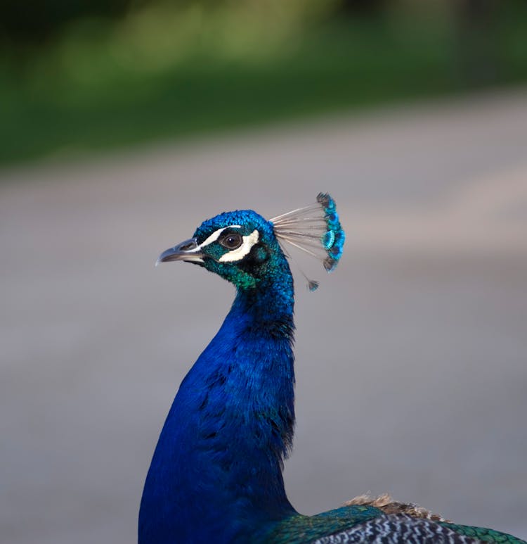 Close-Up Shot Of A Blue Peafowl