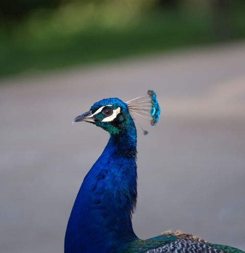 Free Close-up of a vibrant peacock showcasing its colorful plumage and elegant head crest. Stock Photo