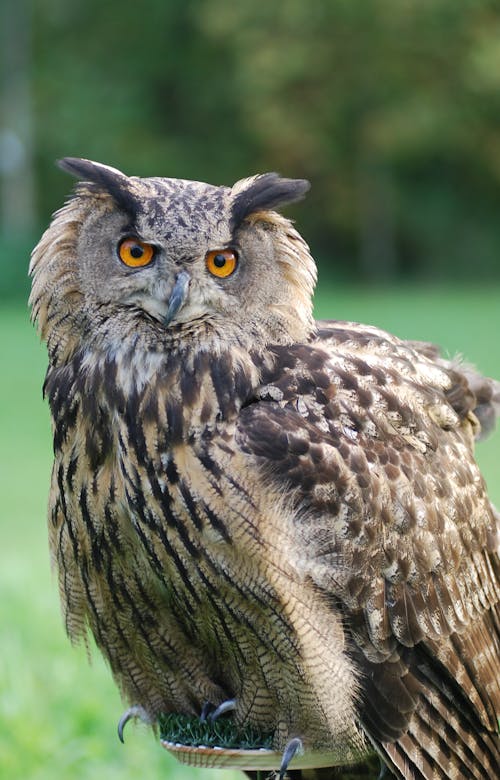 Close-Up Shot of an Eurasian Eagle-Owl
