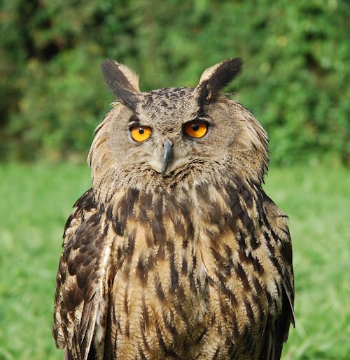 Close-up of a Eurasian Eagle Owl