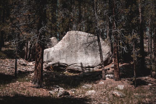 Immagine gratuita di alberi, boschi, foresta