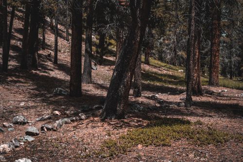 Free A tranquil forest hillside with tree trunks, showcasing nature's serene beauty. Stock Photo