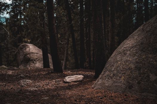 Brown Tree Trunk on Brown Soil