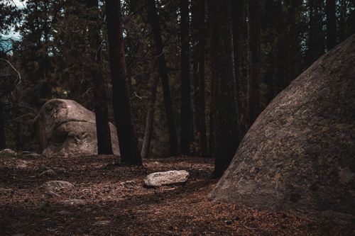 Free Explore the serene beauty of a forest with towering trees and massive rocks in a tranquil setting. Stock Photo