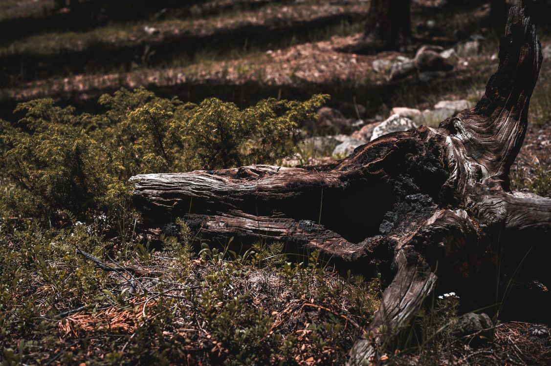 Tree Log on Green Grass · Free Stock Photo