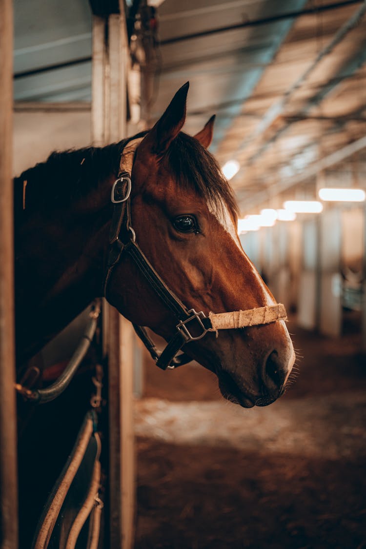 Beautiful Horse In Stable