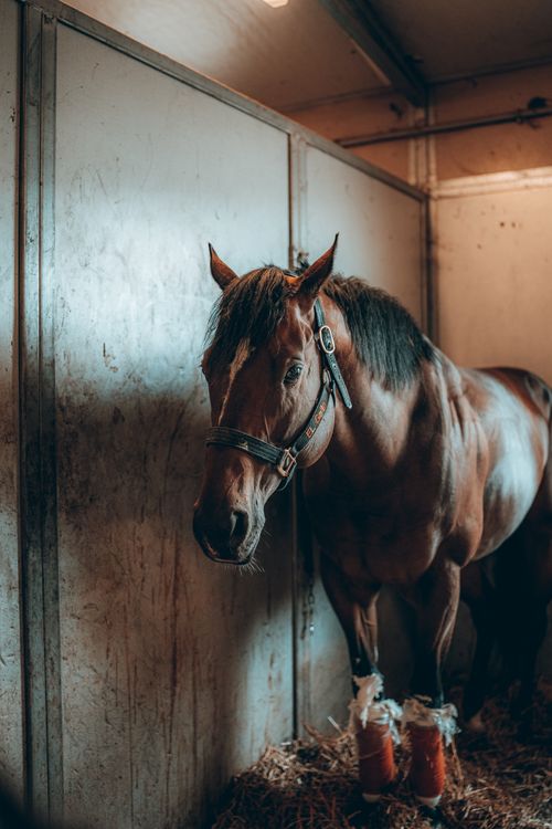 Free A majestic horse standing in a stable, exuding grace and power. Stock Photo