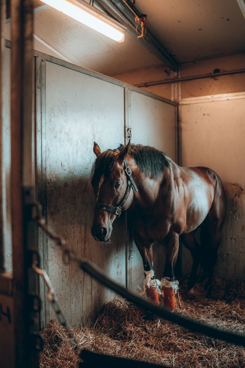 Free A brown horse wearing a harness stands in a dimly lit stable, resting on hay. Stock Photo