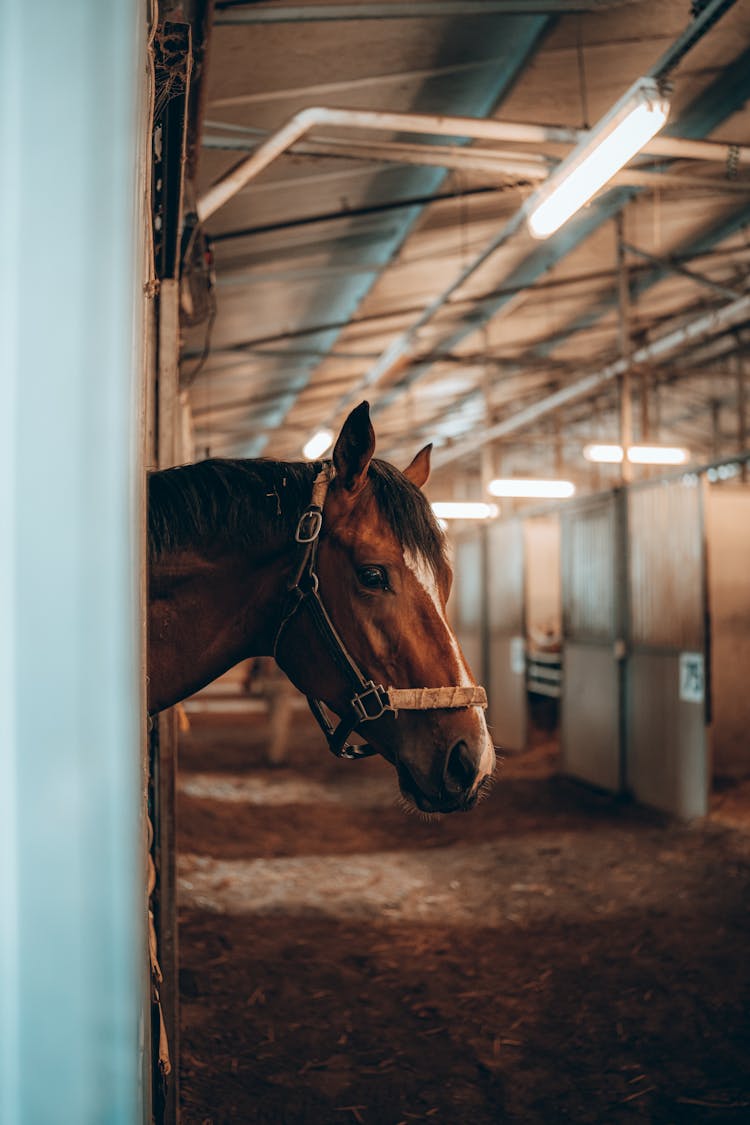 Horse Head In Harness