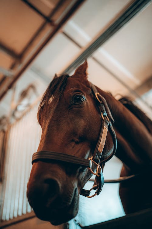 Gratis stockfoto met boerderijdier, bruin paard, detailopname