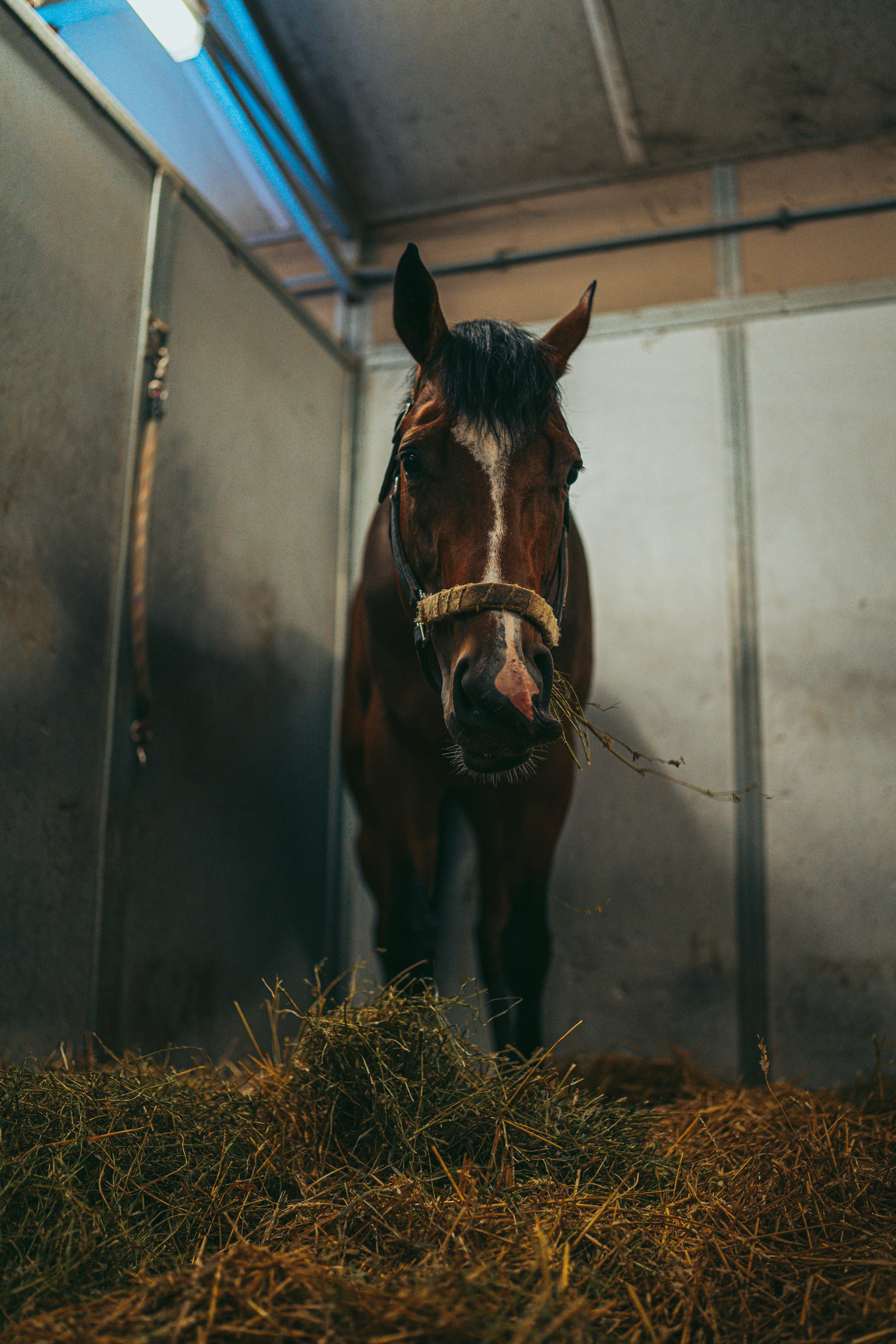 Who eats the most horse meat?