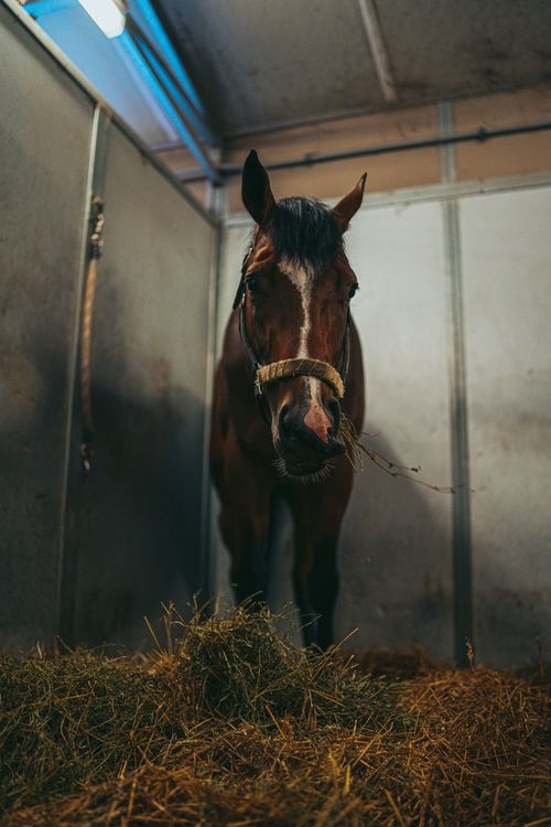 Free A brown horse with a white stripe on its face chews hay inside a stable. Stock Photo