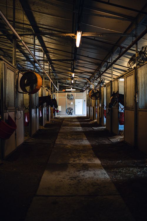 Free A long, dimly lit corridor of a horse stable with horses in stalls and overhead lighting. Stock Photo
