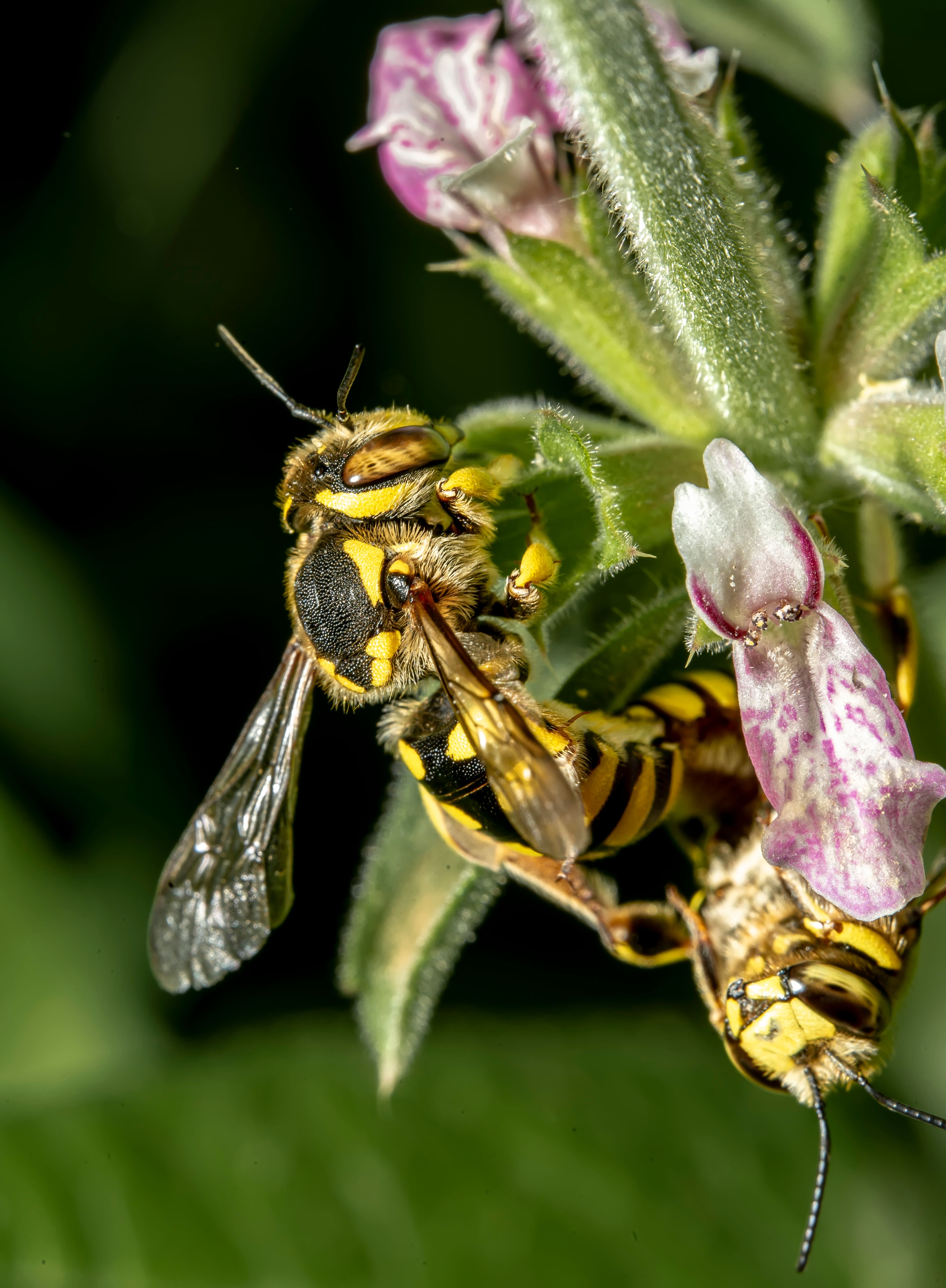 Close-Up Shot of Two European Wool Carder Bees on Flowers · Free Stock ...