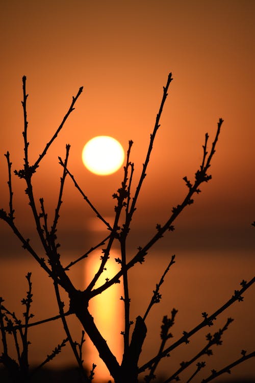 Silhouette of Branches during Sunset