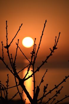 A serene view of silhouetted branches against a vibrant sunset over water.
