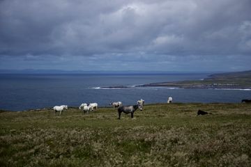 Livestock grazing on a coastal meadow above the sea, photo by Alexander Kaliberda on Pexels