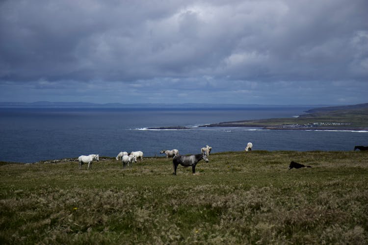 Horses On Grass Field Near The Sea