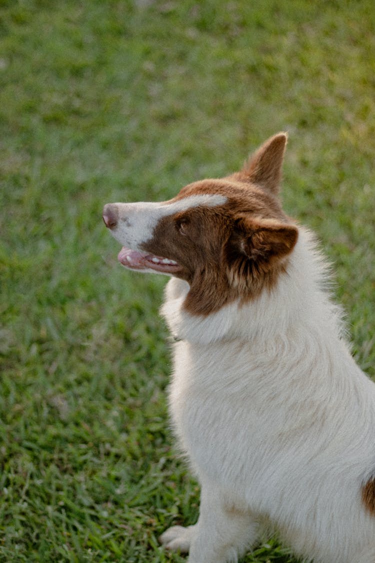 A Dog Sitting On The Grass