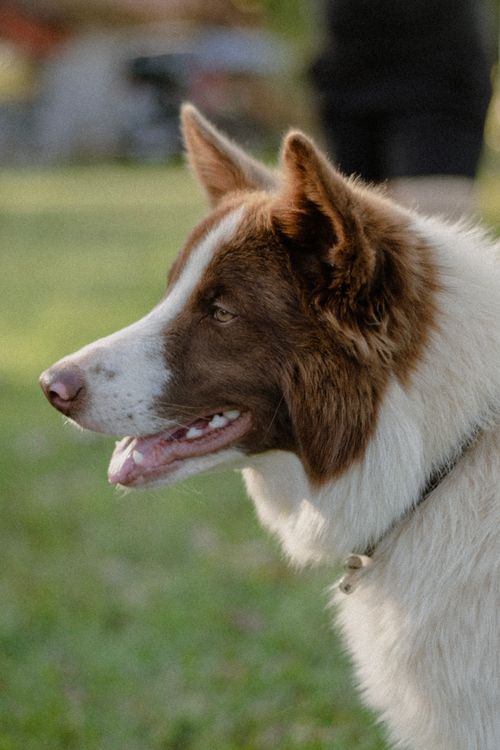 Free Charming close-up of a brown and white dog standing on grass, showcasing its joyful expression. Stock Photo
