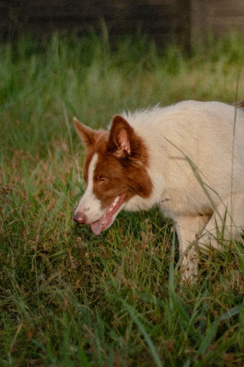 Free A Border Collie strolls through a grassy field in Brazil, illuminated by the soft light of dusk. Stock Photo