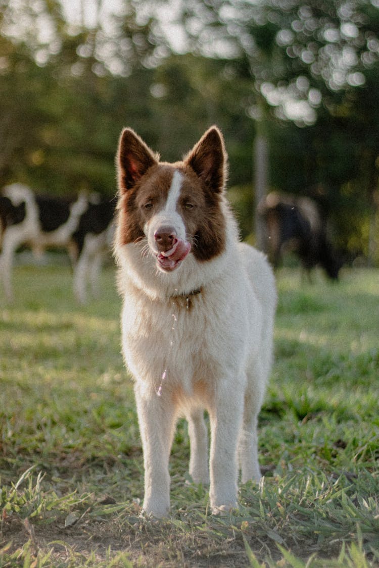 A Dog Standing On The Grass