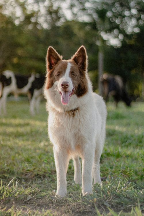 Free A joyful Border Collie with a pink tongue in an outdoor grassy field. Stock Photo