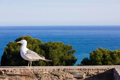 Free stock photo of malaga, ocean, seagull