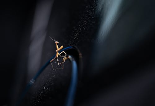 böcek, kapatmak, karanlık içeren Ücretsiz stok fotoğraf