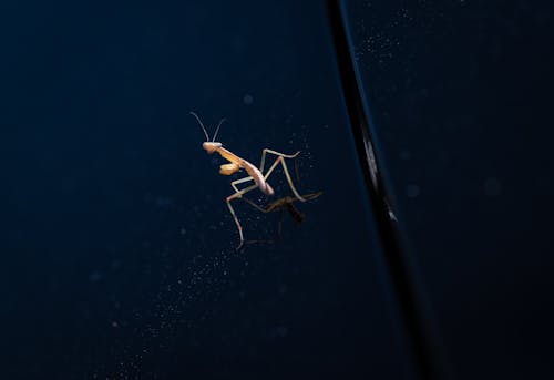 Foto d'estoc gratuïta de espai per a text, insecte, mantis