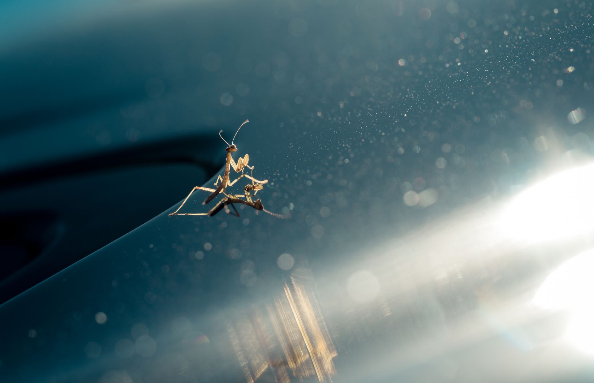 Macro shot of a praying mantis on a shiny surface with selective focus.
