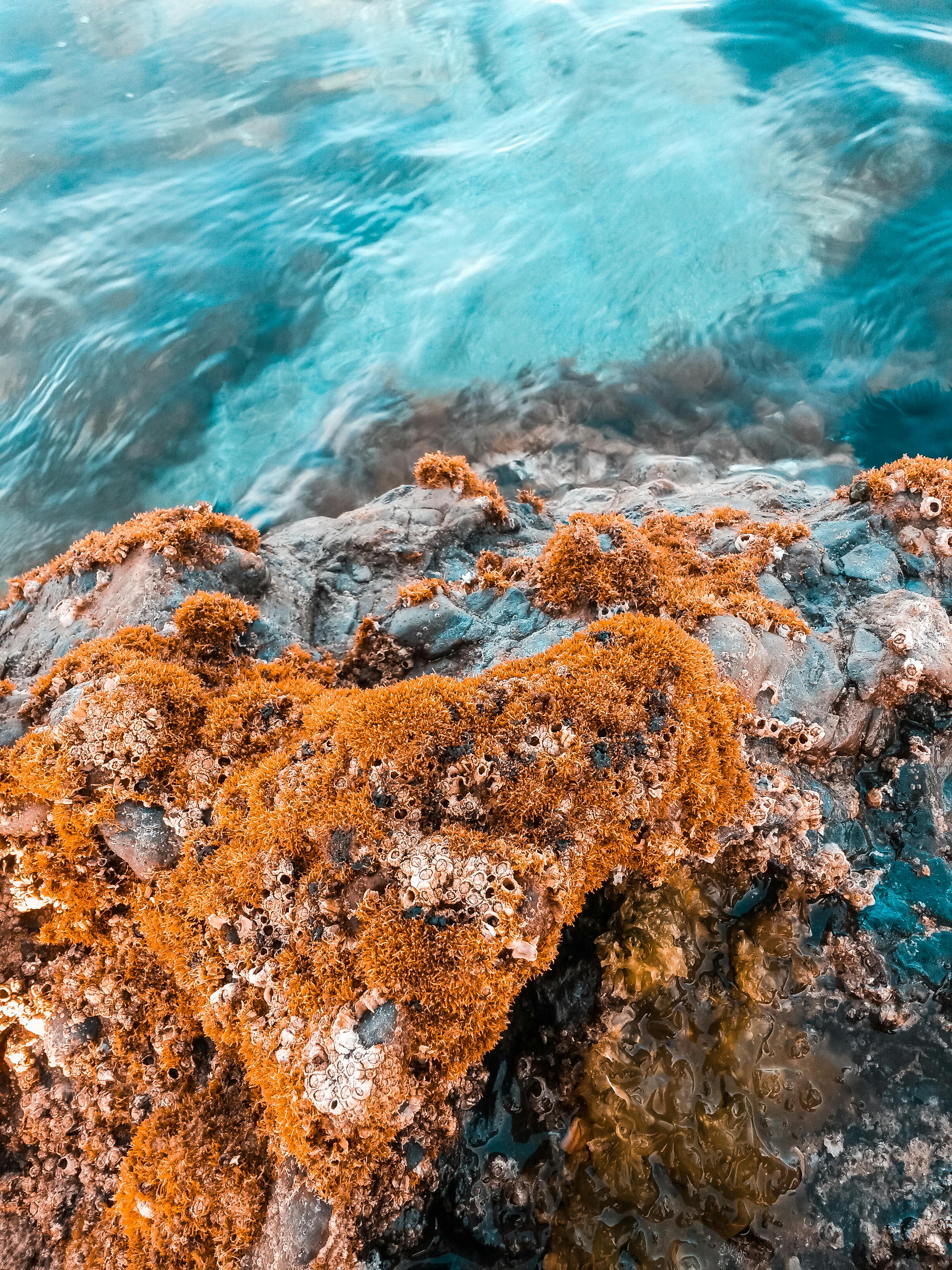 Free 在水體附近的棕色岩層上的米色藻類 Stock Photo