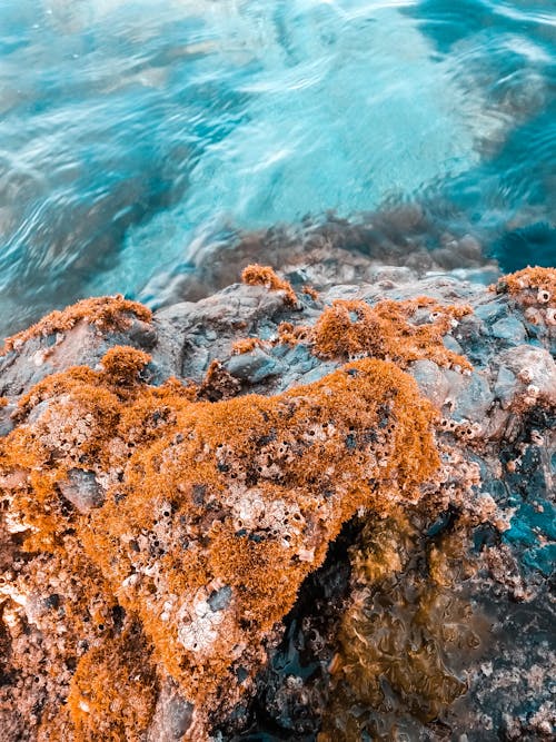 Beige Algae on Brown Rock Formation Near Body of Water