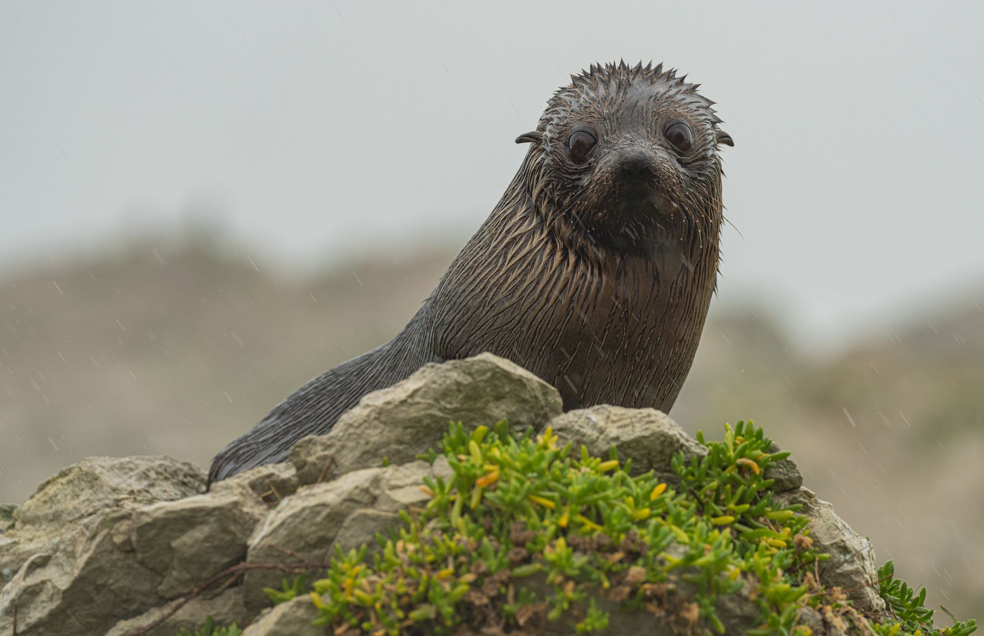 Galapagos Fur Seal Lying on Pile of Stones in the Rain