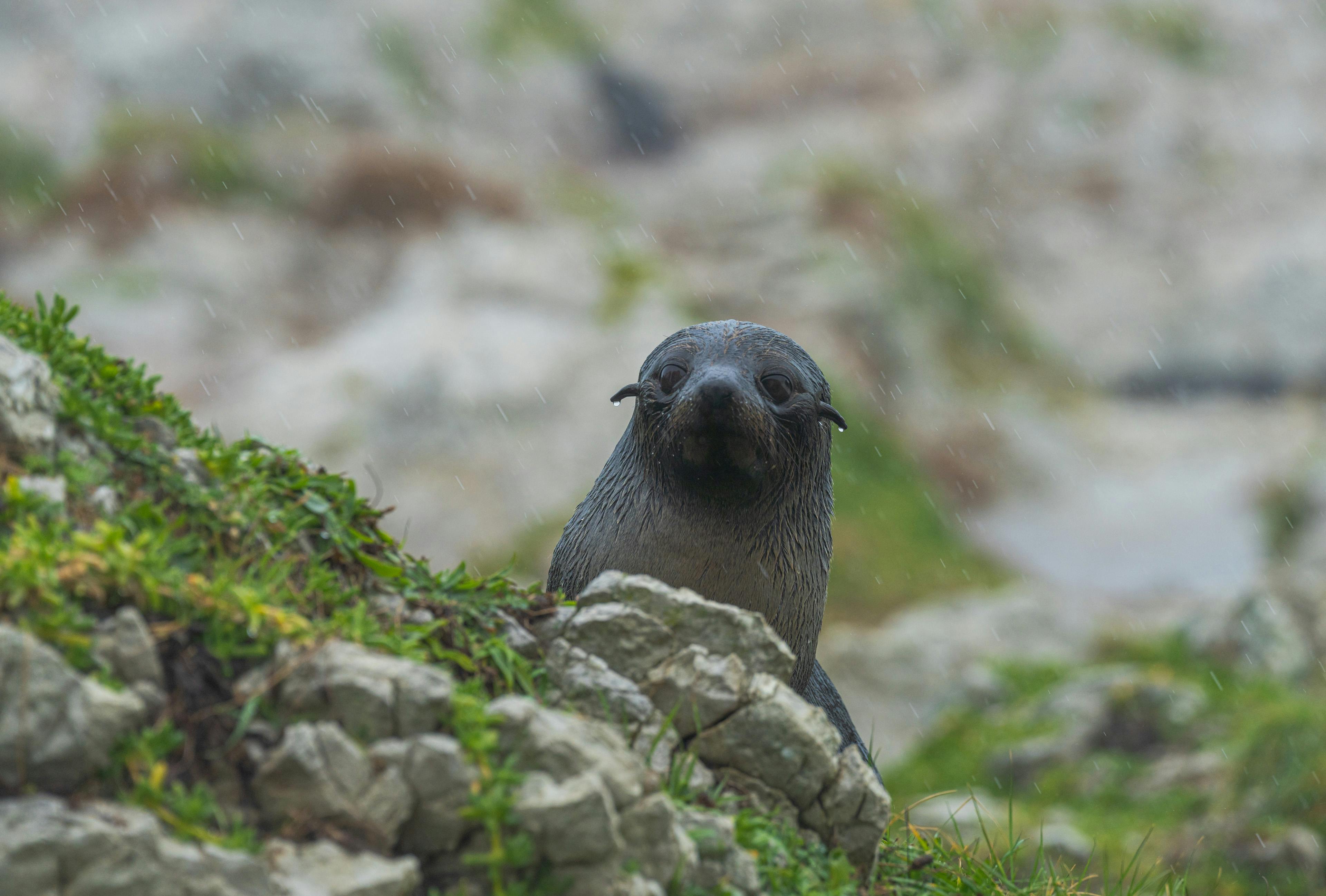 A wet fur seal on the rocky coastline of New Zealand during rainfall.